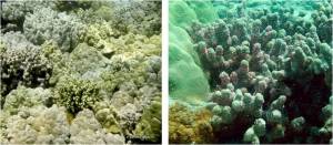 A healthy reef (left), a reef with coral disease (right). Credit L. Preskitt