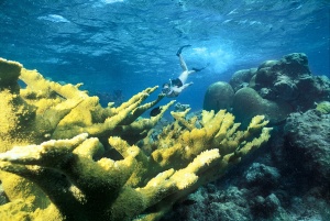Buck Island Barrier Reef, St. Croix, USVI. Credit: J. Brooks
